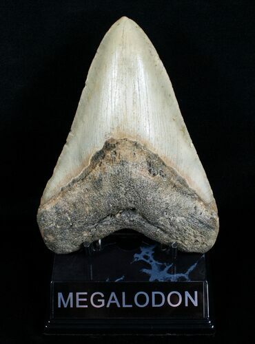 Huge Inch Megalodon Tooth #4061